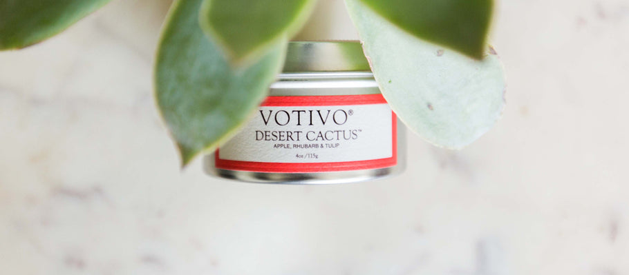 Meet Desert Cactus!