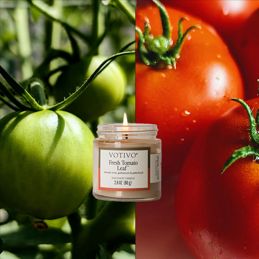 A Votivo Fresh Tomato Leaf Discovery Candle sits between green tomatoes on the vine (left) and ripe red tomatoes (right), its label illuminated by the flame to highlight the fresh tomato leaf fragrance.