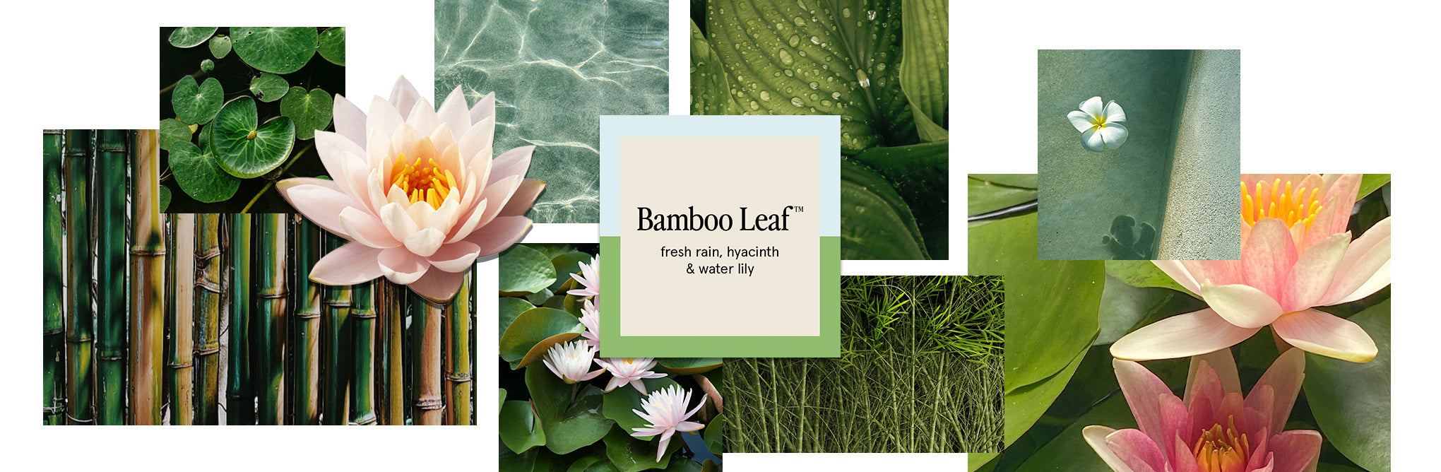 Bamboo Leaf