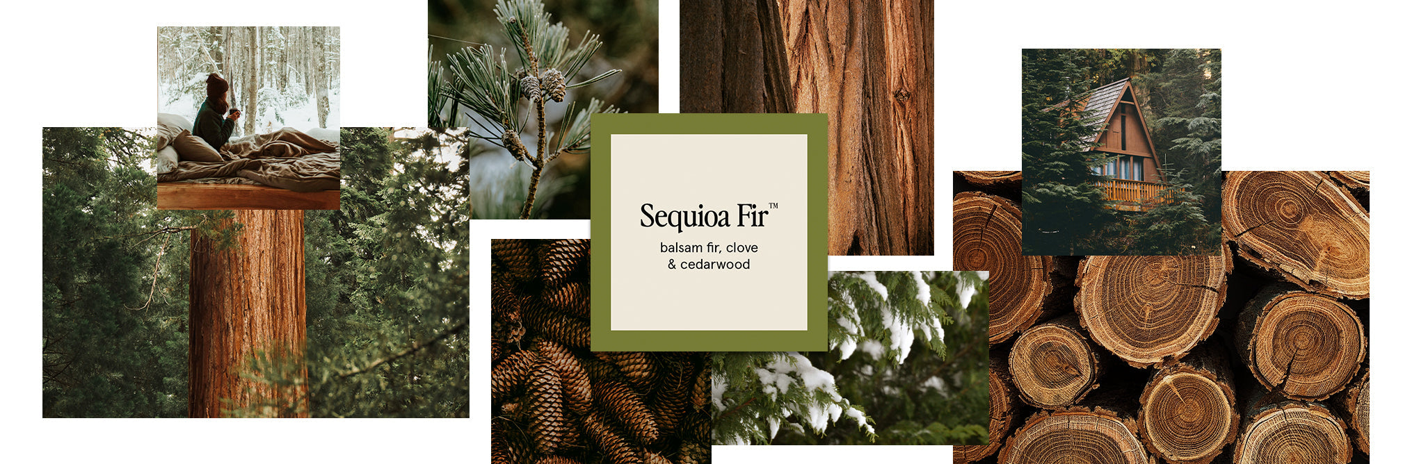 A collage of sequoia trees, pine cones, needles, stacked logs, a snowy forest, a person in a sleeping bag, and a wooden cabin, with text: Sequoia Fir™ balsam fir, clove & cedarwood.